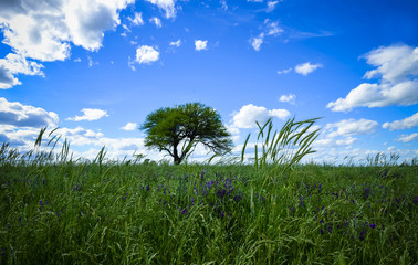 Flowery landscape, La Pampa, Argentina