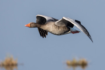 greylag goose  geese, anser anser
