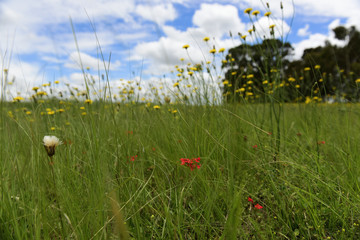 Wild flower background  in Patagonia, Argentina