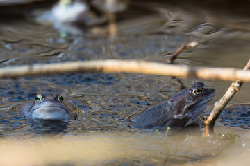 Moor frogs in blue color at mating season