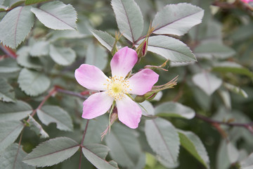 pink flower in close up