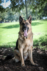 Leo the German Shepherd