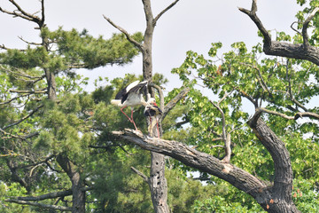 white stork high on the trees  in the nest