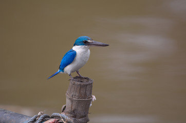 Collared Kingfisher; Todiramphus chloris