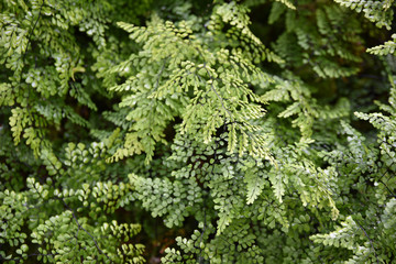 Fougère adiantum capillus-veneris