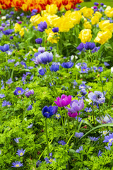 Fototapeta premium Multicolored summer Flowers