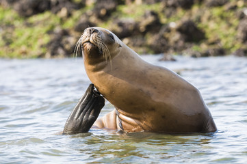 Obraz premium Mother sea lion, Patagonia