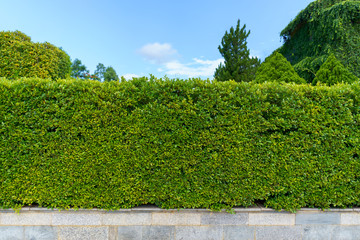 Tree fence wall and beautiful sky.