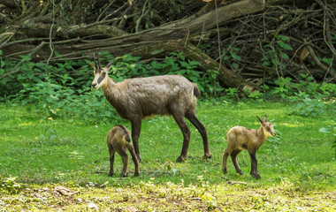 Chamois with child at the edge of the forest. Karlsruhe, Germany, Europe.