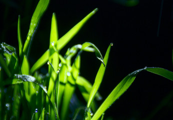 leaves and grass close-up on a black background with raindrops