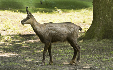 Chamois alone on the tree. Karlsruhe, Germany, Europe.
