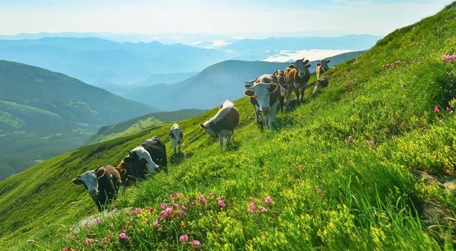 Cows on alpine meadow.
