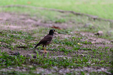 Acridotheres tristis, cute bird in garden.