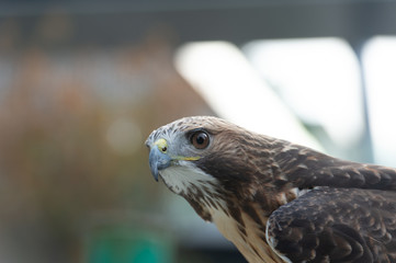 The isolated portrait of hawk