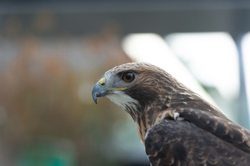 The isolated portrait of hawk