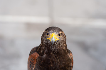 The hawk straight face expression of eye