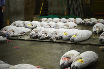 Tsukiji fish market 