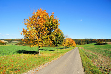 Feldwirtschaftsweg im Herbst mit jungen Ahornbäumen 
