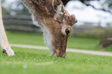 close-up photo of a male Fallow deer grazing on green grass © rob francis
