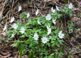 Flowers of snowdrops in Taganay National Park Russia