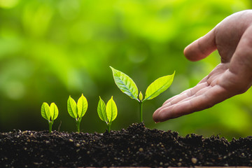 Growing trees leader trees Planting trees Save world concept