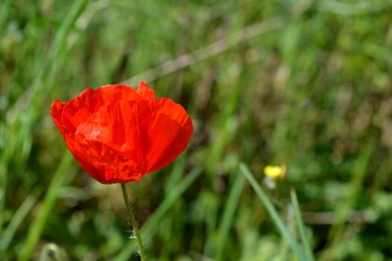 red tulip in the grass
