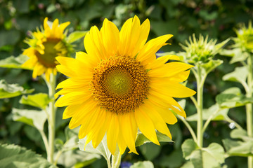 Sunflowers in the garden.