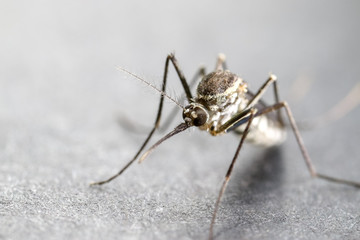 Anopheles sp. is a species of mosquito in the order Diptera, Anopheles sp. in the water for education.