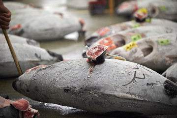 Tsukiji fish market 