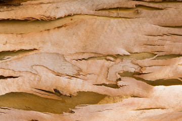 Brown bark texture