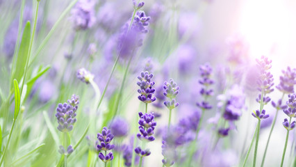 Lavender flower blooming with sunlight outdoor.