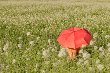 Naked young female with red umbrella in the field with yellow flowers on a sunny summer day