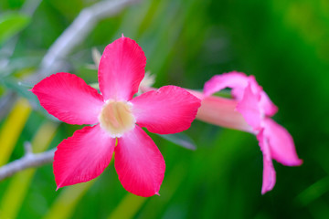 Azalea flowers or pink star flowers