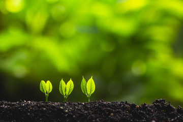 Young plant tree in nature save world concept
