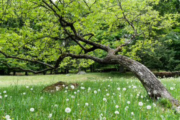 crooked oak in dandelion field