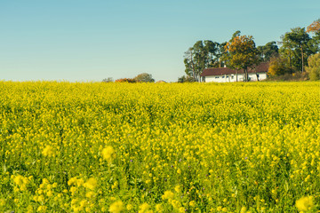 field with yellow flowers in the autumn time. Germany
