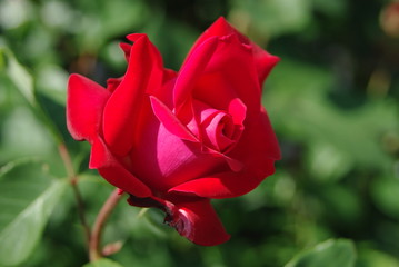 Fototapeta premium Rose