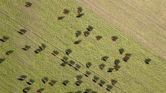Grazing cattle on pastures aerial view