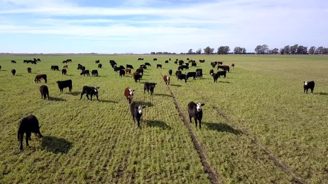 Grazing cattle on pastures aerial view