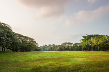Green grass field with tree in Public Park