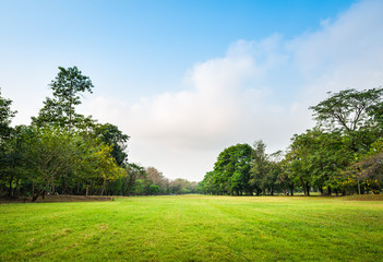 Fototapeta na wymiar Green grass field with tree in Public Park