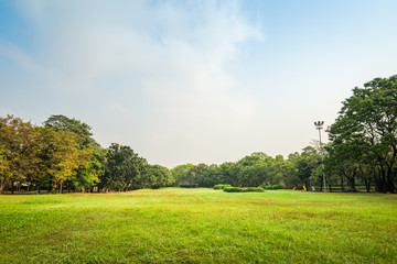 Green grass field with tree in Public Park