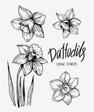 Daffodils hand drawn sketch. Spring flowers. Vector illustration