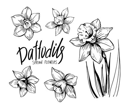 Daffodils hand drawn sketch. Spring flowers. Vector illustration