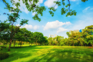 Beautiful park scene in public park with green grass field, green tree plant.