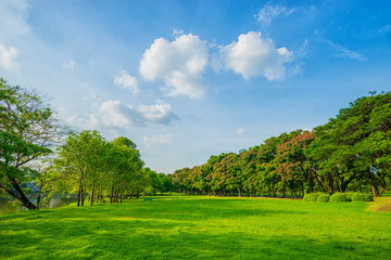 Beautiful park scene in public park with green grass field, green tree plant.
