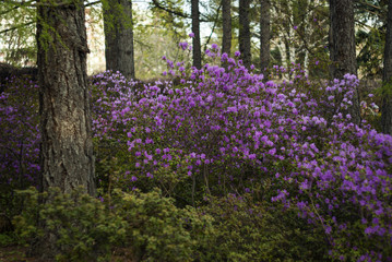 bushes of the Altai rhododendron blooming with purple flowers in the city park in the spring