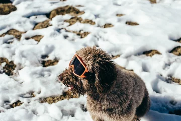 Foto op Canvas Cute brown spanish water dog with curly hair standing playful on the snow on a sunny day wearing snow glasses. Lifestyle. Pet photography. © lubero