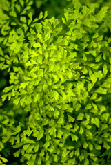 Fototapeta na wymiar floral background - set of tiny bright green natural fern leaflets