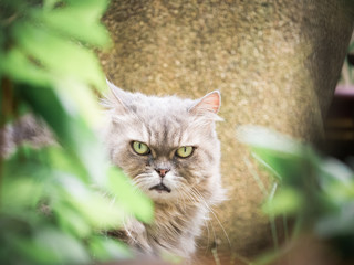 close up face from beauty female gray persian cat with long hair sit in garden with soft focus foreground tree leaf